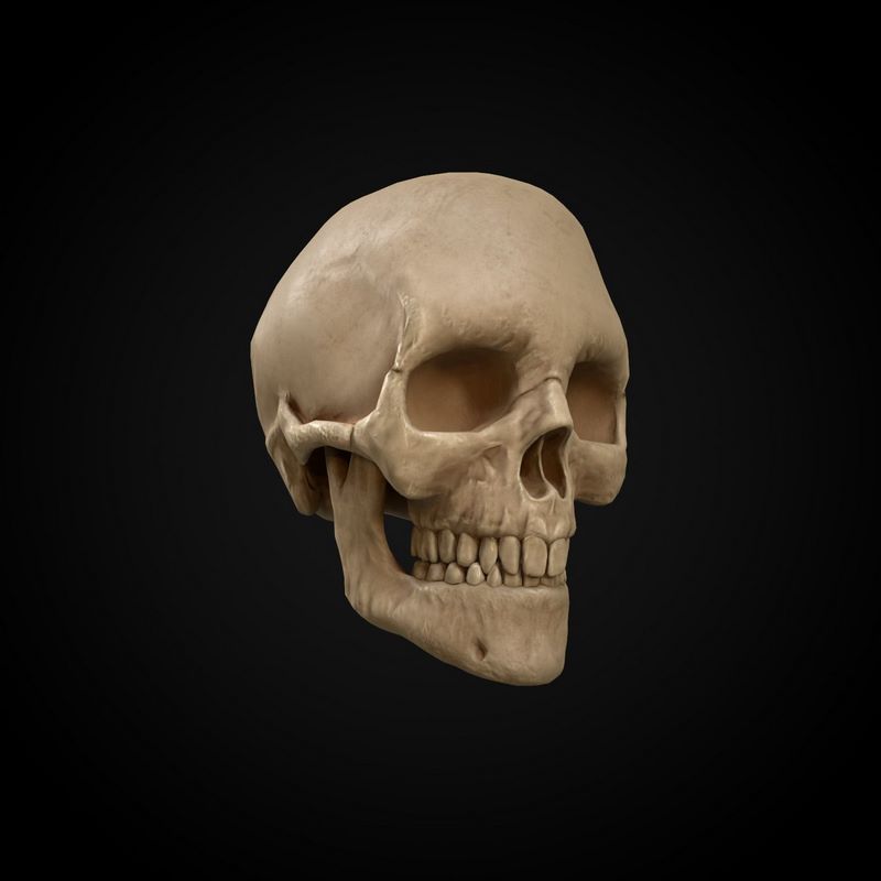 High-Quality Skull 3D Models for Free