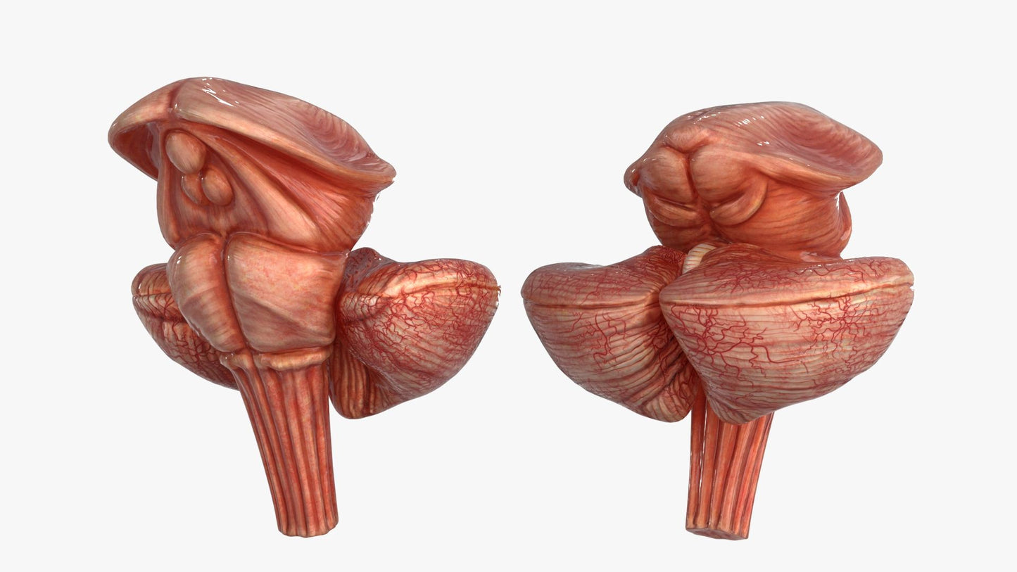 Brain 3D Model Free Download