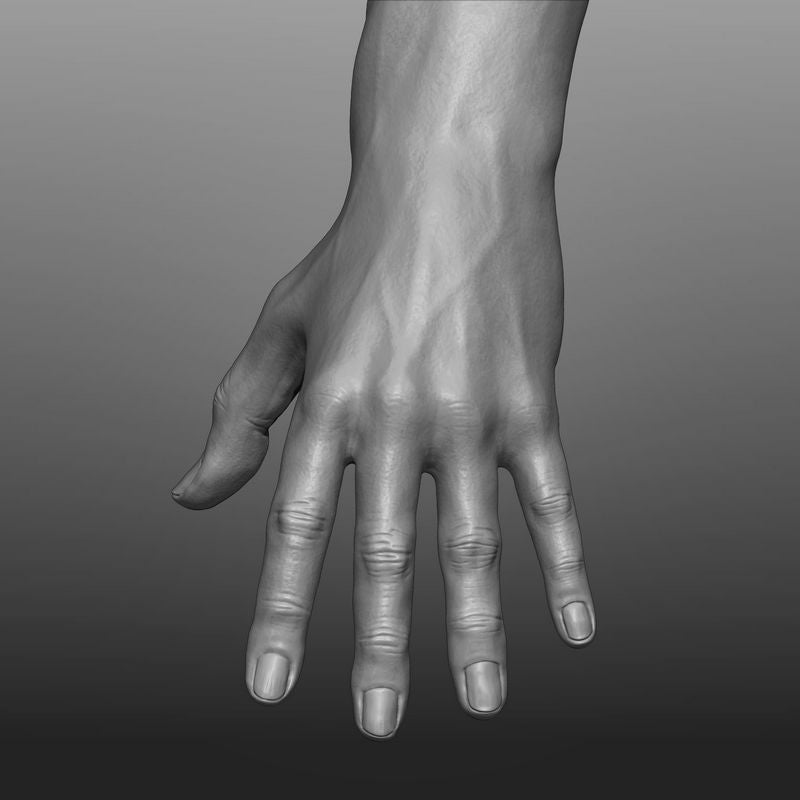 Human Body Anatomy Base Mesh Low-poly 3D model