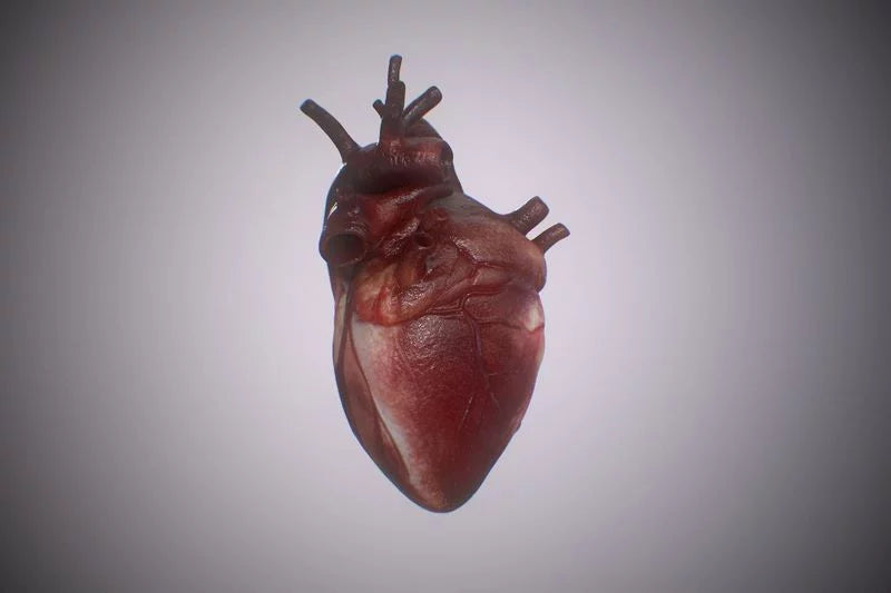 heart 3d model - Free Download