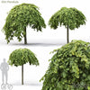 Elm 3dsMax Model