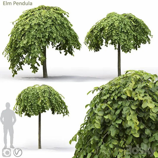 Elm 3dsMax Model