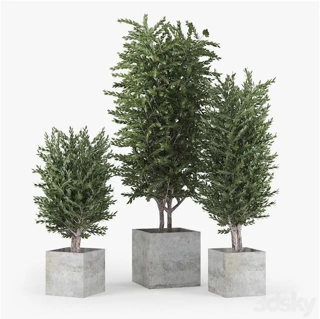 Eucalyptus 3dsMax Model