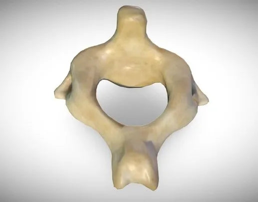 PBR Game 3D Models - 2Nd Cervical Vertebra (Axis)