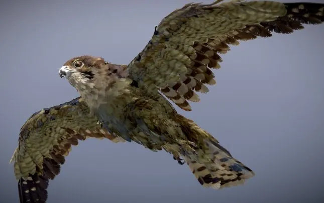 PBR Game 3D Models - Brown Falcon