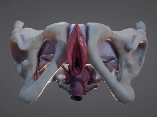 PBR Game 3D Models - Female Reproductive System