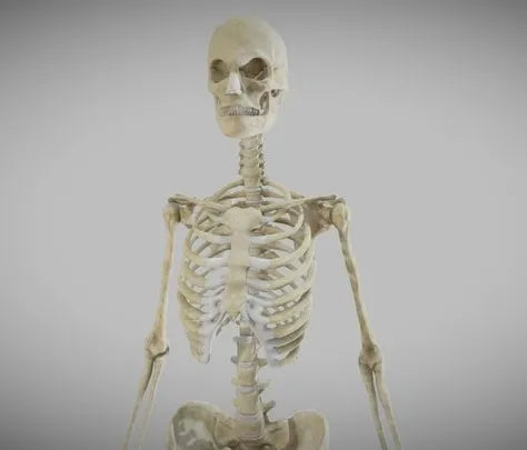PBR Game 3D Models - Female Skeletal System (Skeleton)