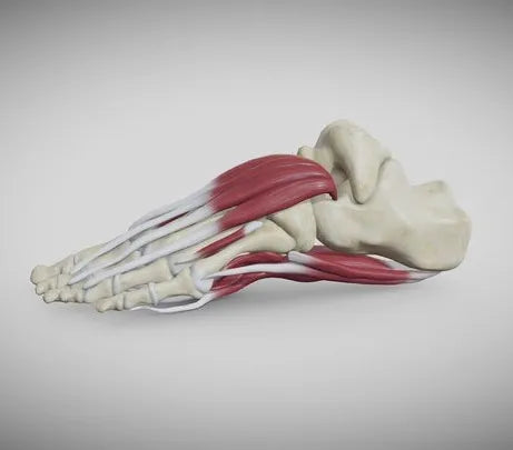 PBR Game 3D Models - Foot Muscles