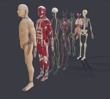 PBR Game 3D Models - Human Anatomy (Male) Explosive View