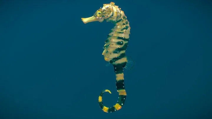 PBR Game 3D Models - Tiger Tail Seahorse