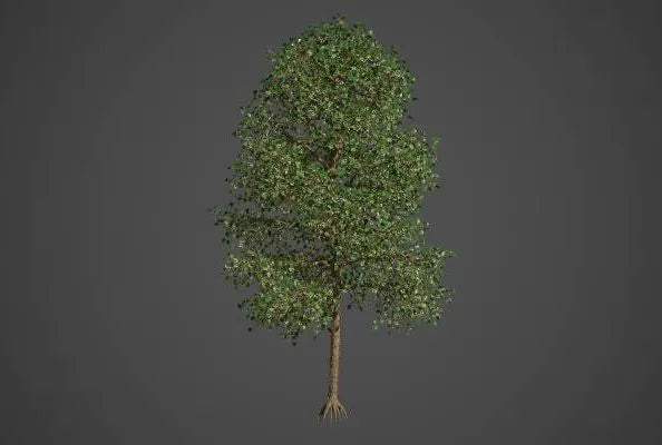 PBR Game 3D Models - Tilia Americana