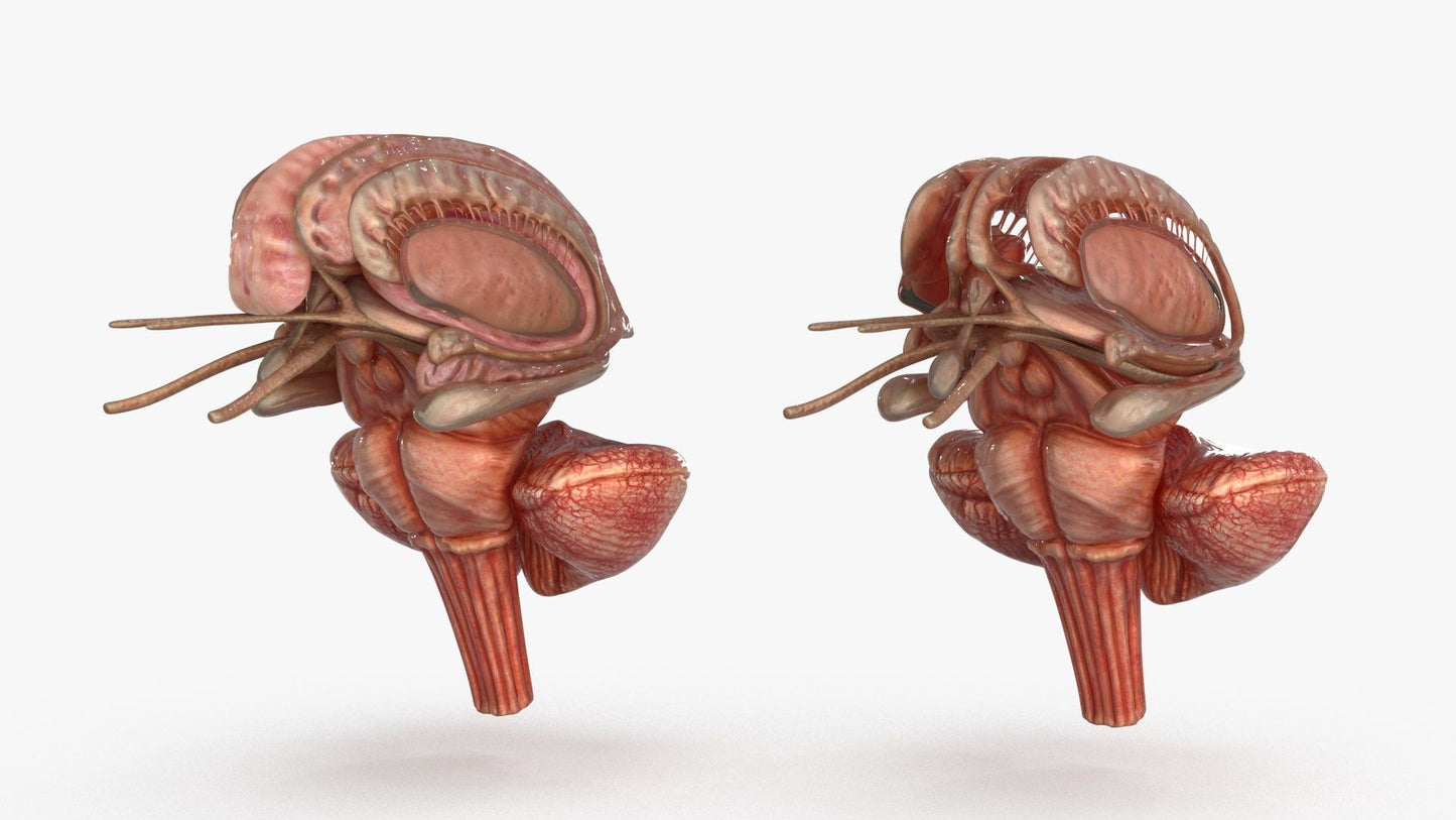 Brain 3D Model Free Download