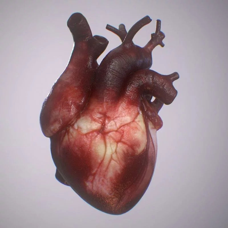 heart 3d model - Free Download