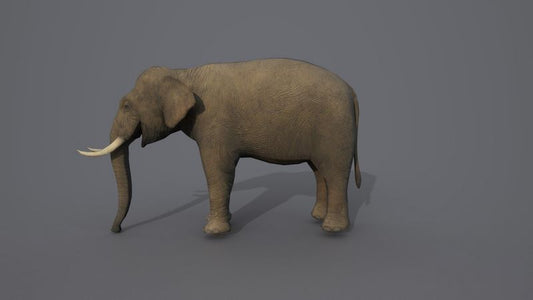 African Elephant 3D model