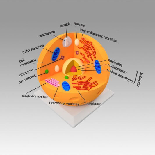 Animal Cell 3D model