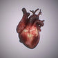 heart 3d model - Free Download