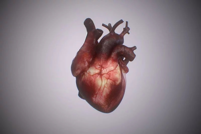 heart 3d model - Free Download