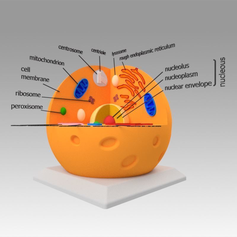 Animal Cell 3D model
