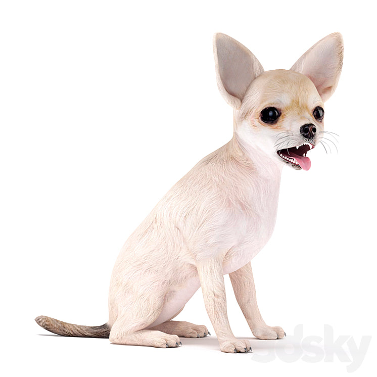 Chihuahua
