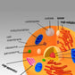 Animal Cell 3D model