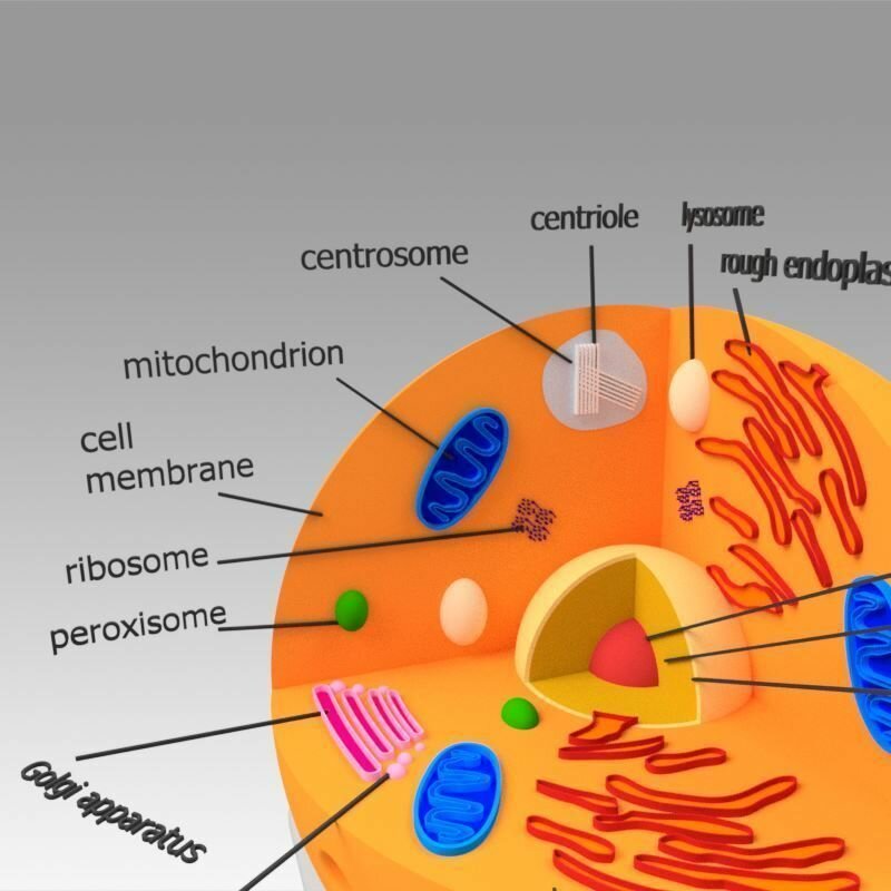 Animal Cell 3D model