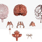 Brain 3D Model Free Download