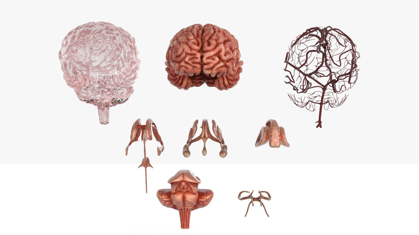 Brain 3D Model Free Download