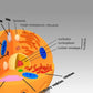 Animal Cell 3D model