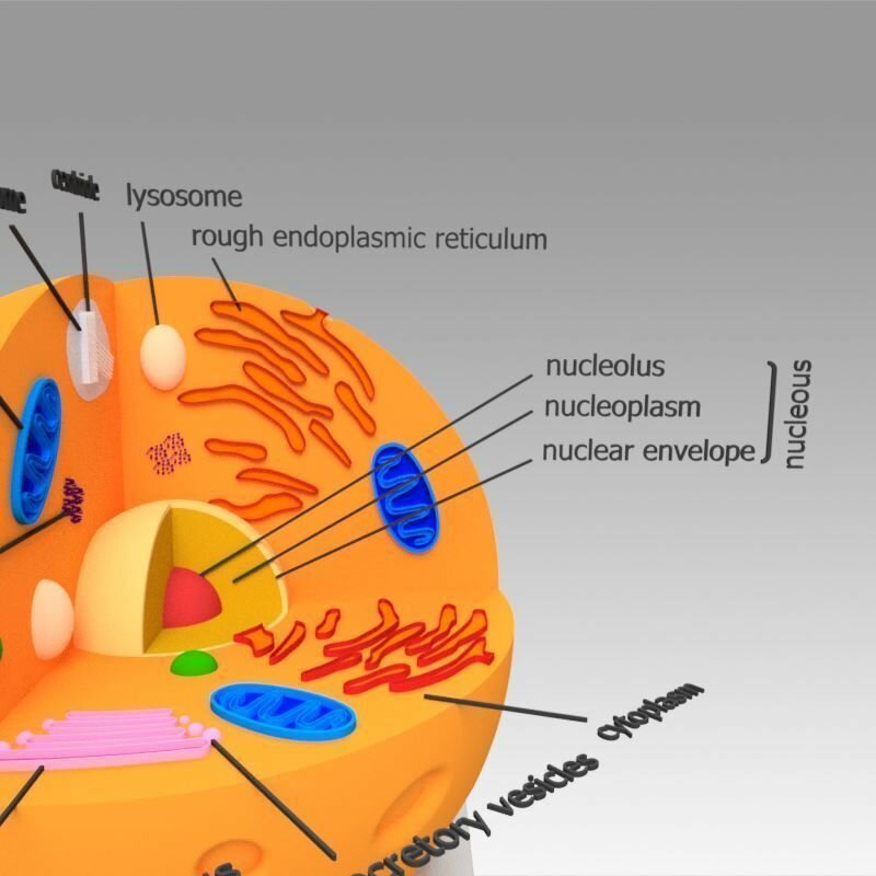 Animal Cell 3D model