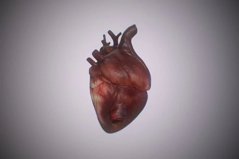 heart 3d model - Free Download