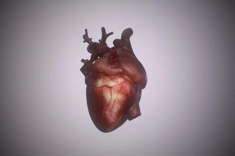 heart 3d model - Free Download