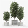 Eucalyptus 3dsMax Model
