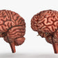 Brain 3D Model Free Download