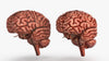 Brain 3D Model Free Download