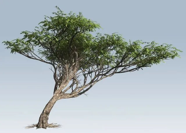 PBR Game 3D Models - Acacia tree
