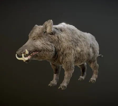 PBR Game 3D Models - BOAR ANIMATIONS