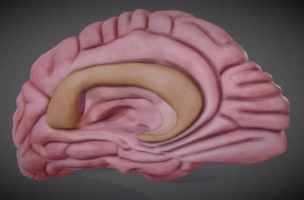 PBR Game 3D Models - Brain Left Hemisphere