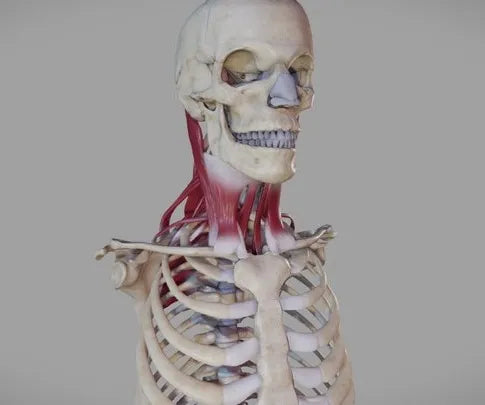 PBR Game 3D Models - Deep Muscles Of The Neck