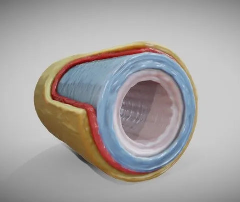 PBR Game 3D Models - Elastic Artery