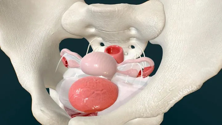 PBR Game 3D Models - Female Pelvic Floor   Layers Of Support