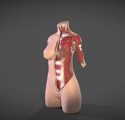 PBR Game 3D Models - Female Torso Muscle Anatomy