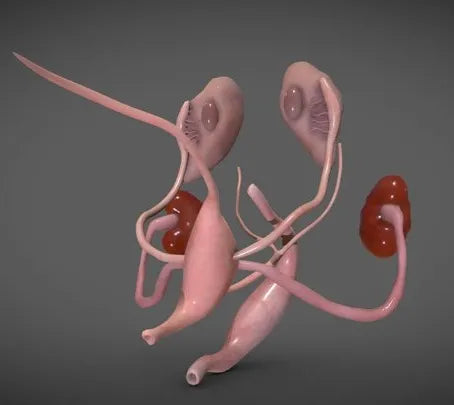 PBR Game 3D Models - Fetal Reproductive System Week Eight