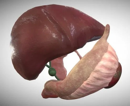 PBR Game 3D Models - Fetus Liver, Spleen & Pancreas Week Sixteen