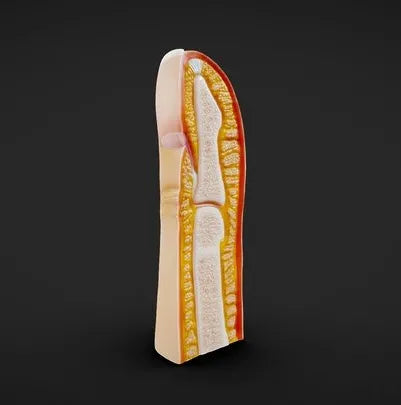 PBR Game 3D Models - Finger And Fingernail Cross Section Anatomy