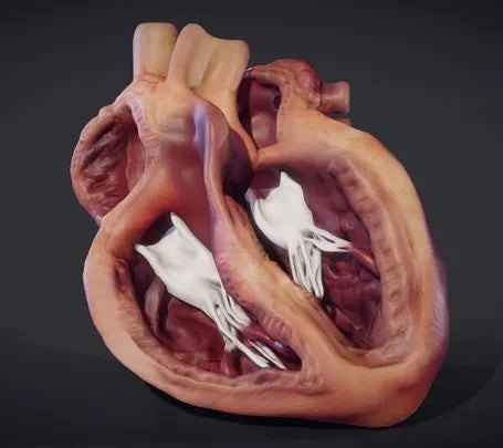PBR Game 3D Models - Heart Cross Section (Animation)