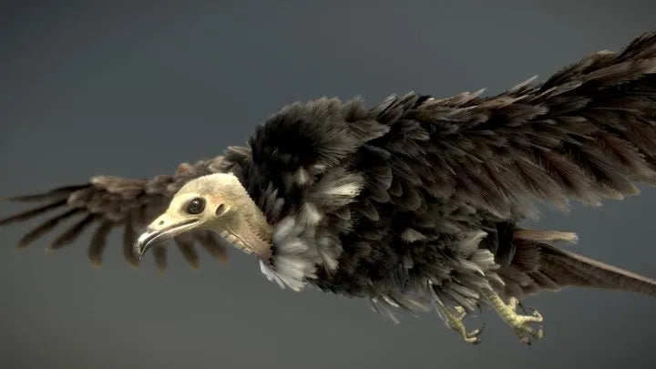 PBR Game 3D Models - Hooded Vulture