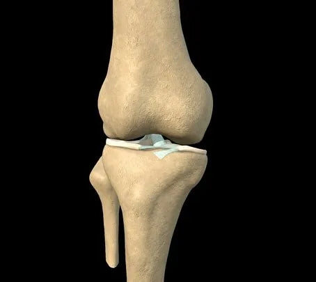 PBR Game 3D Models - Knee With Internal Ligaments