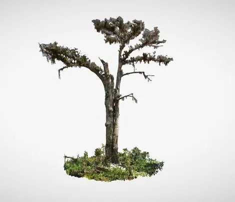 PBR Game 3D Models - Monarch Of The Swamp