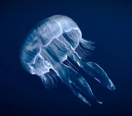 PBR Game 3D Models - Moon Jellyfish