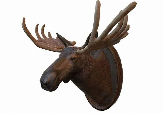 PBR Game 3D Models - Moose Head Taxidermy